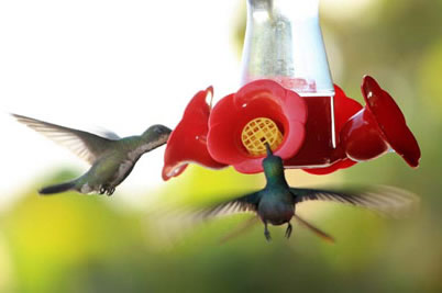 Roatan hummingbirds at the house